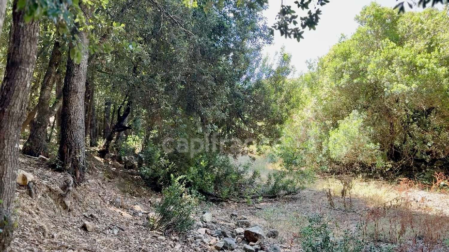 kaufen Grundstück Galeria Haute-Corse 7