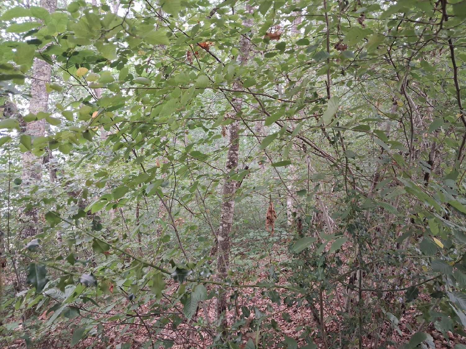  en venta terreno Montrol-Sénard Haute-Vienne 1