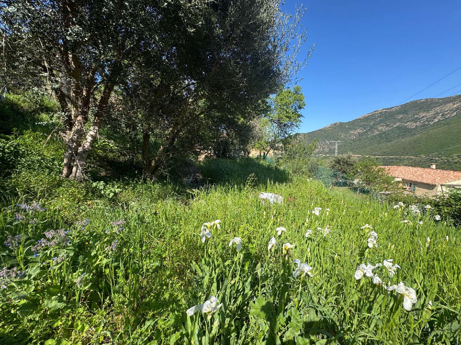 te koop terrein Occhiatana Haute-Corse 2