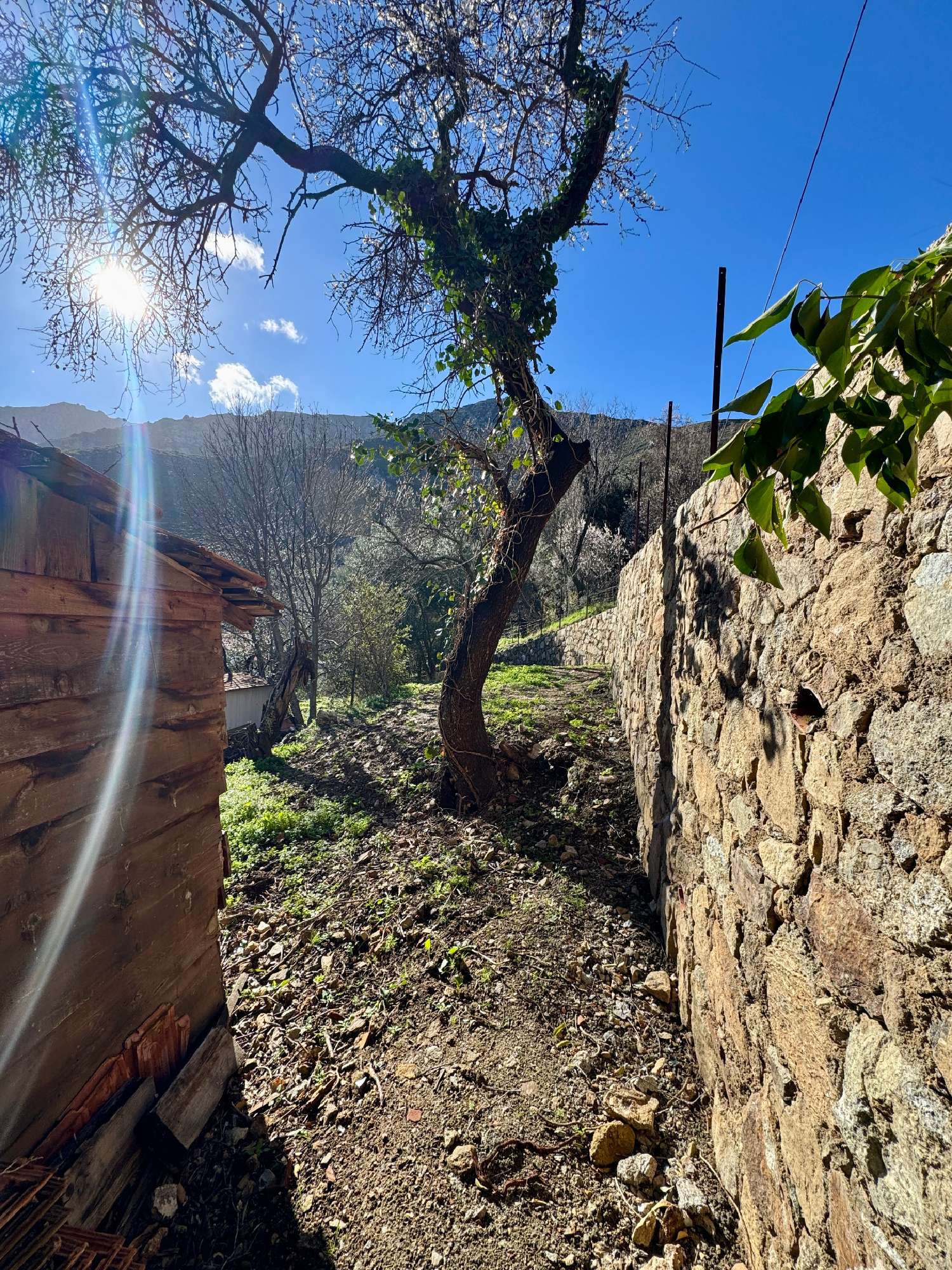 te koop terrein Occhiatana Haute-Corse 5