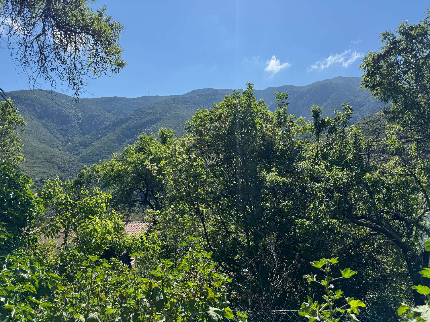 te koop terrein Occhiatana Haute-Corse 7