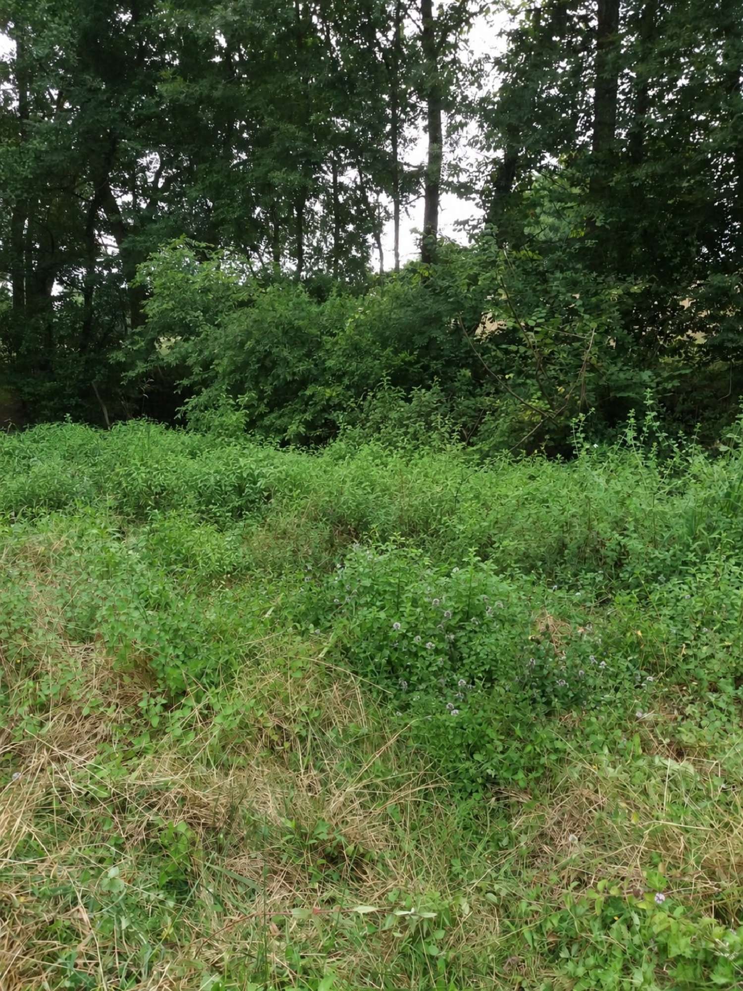 en venta terreno Orthez Pirineos Atlánticos 3