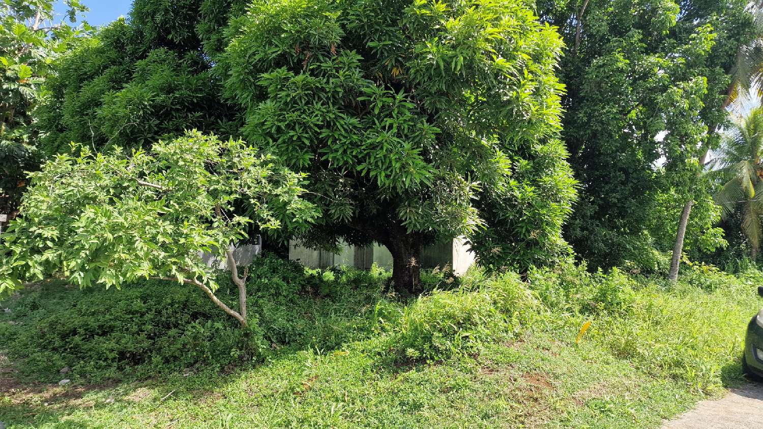 kaufen Grundstück Petit-Bourg Guadeloupe 3