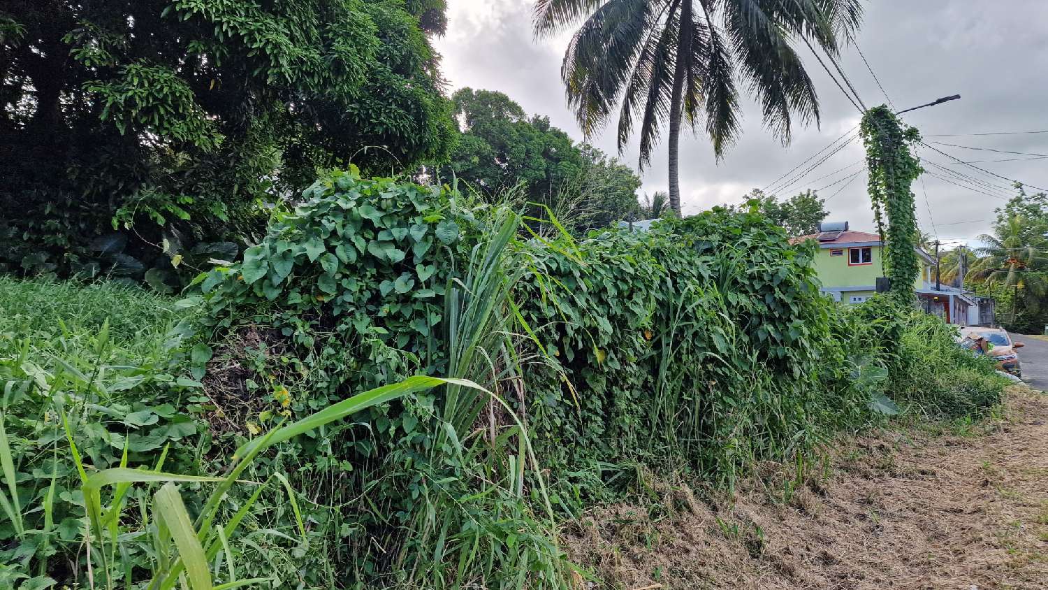 kaufen Grundstück Petit-Bourg Guadeloupe 5