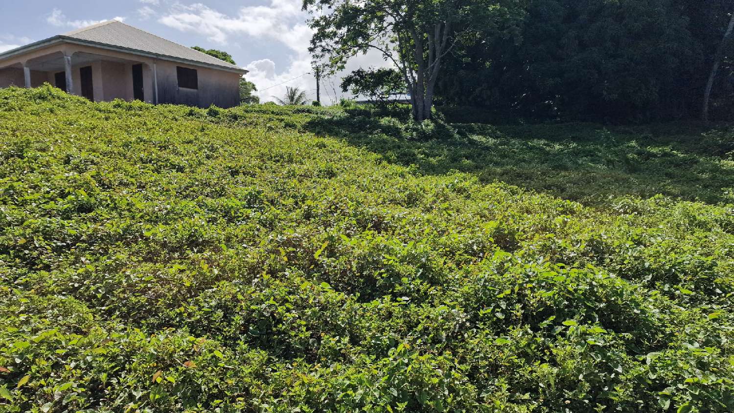 kaufen Grundstück Petit-Bourg Guadeloupe 6