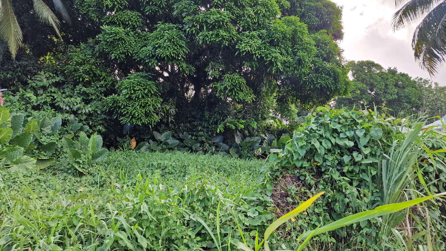 kaufen Grundstück Petit-Bourg Guadeloupe 7