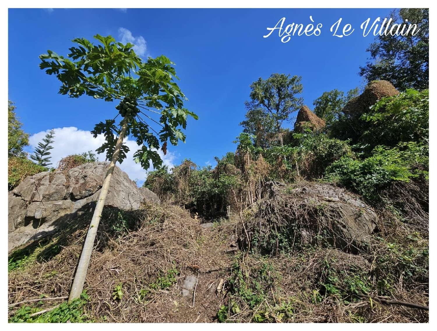  for sale terrain Pointe-Noire Guadeloupe 3