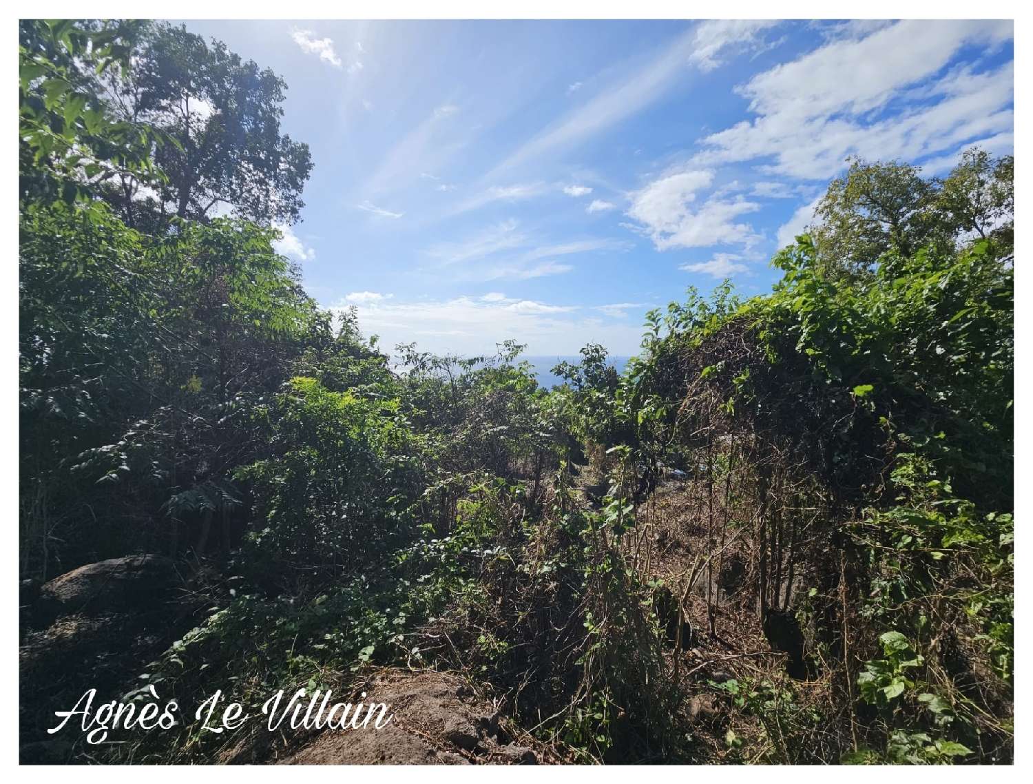  for sale terrain Pointe-Noire Guadeloupe 4