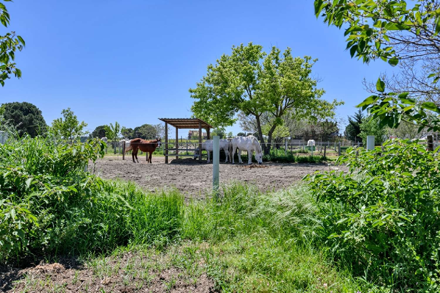  for sale villa Aigues-Mortes Gard 2