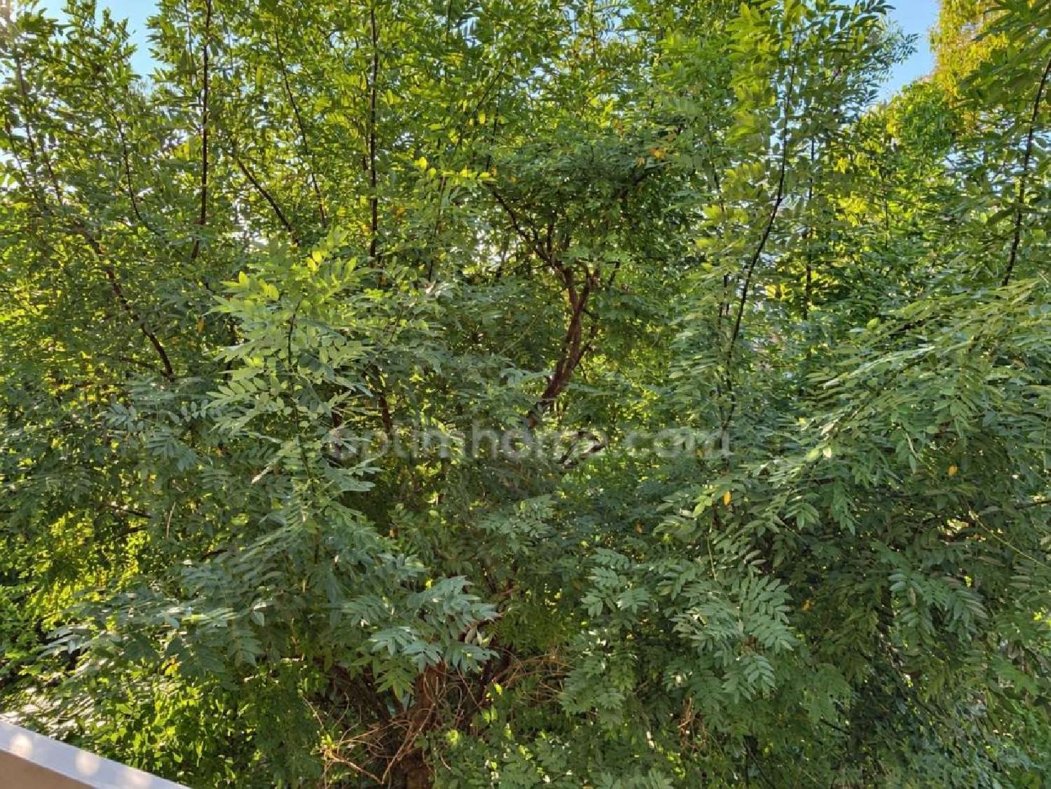 à vendre appartement Toulouse 31500 Haute-Garonne 5