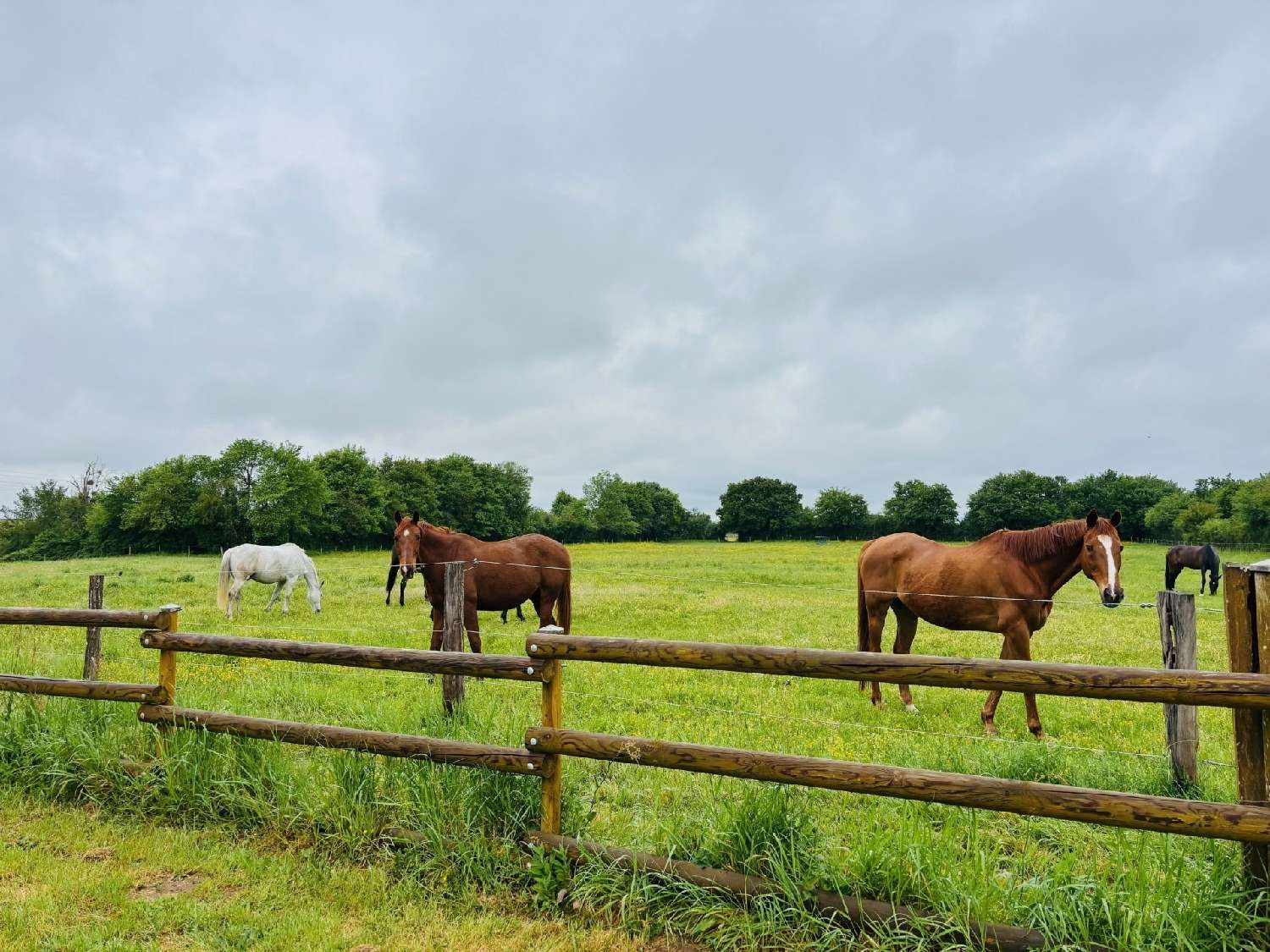 for sale farm La Guerche-sur-l'Aubois Cher 4