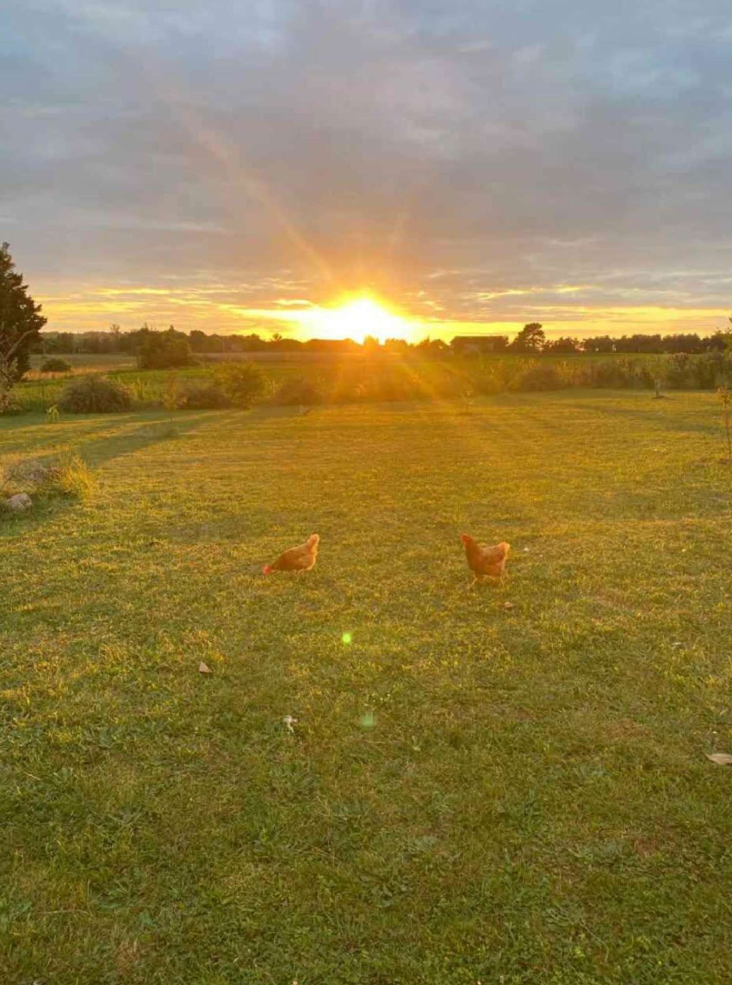 for sale house Calonges Lot-et-Garonne 3