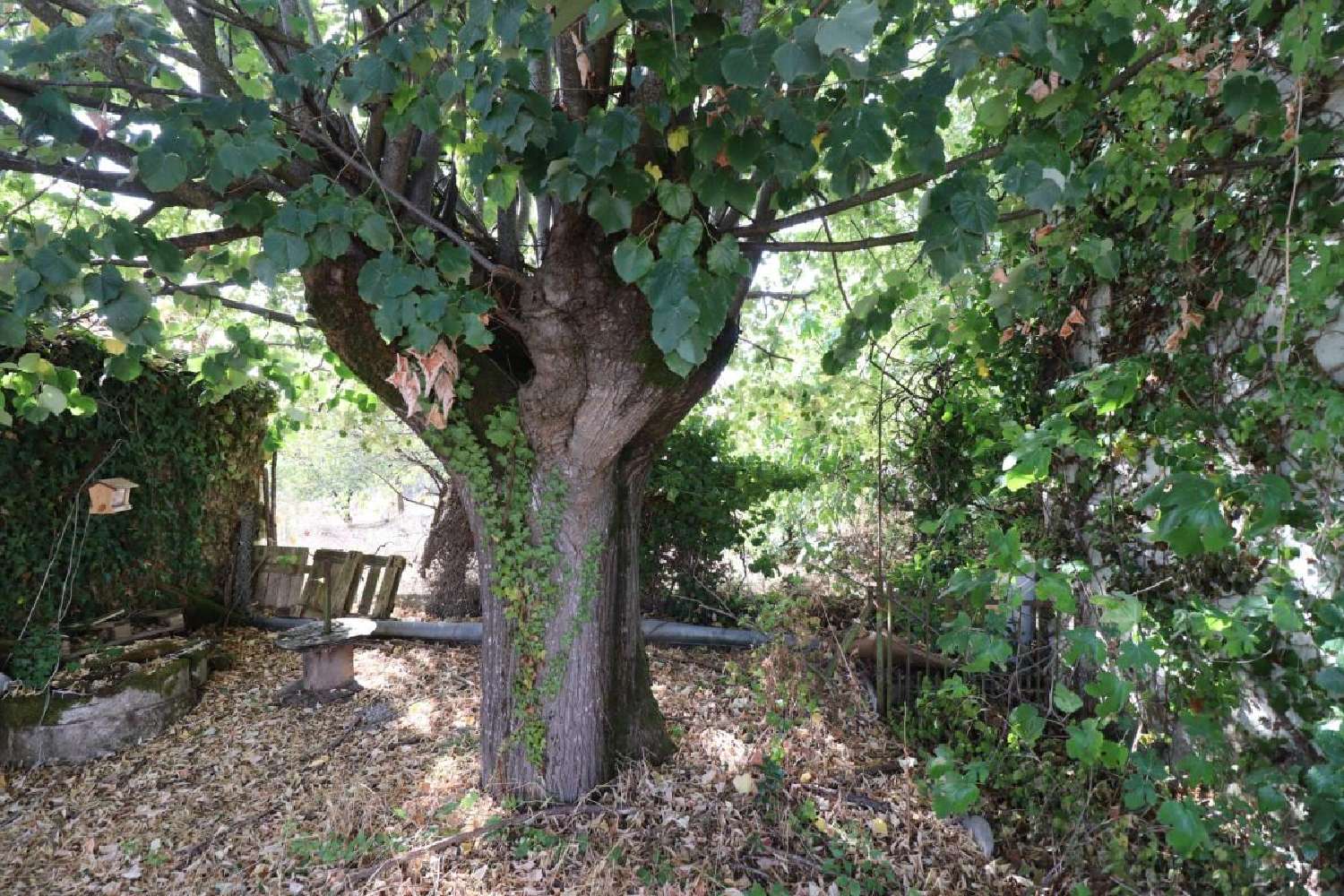  à vendre maison Louzignac Charente-Maritime 3