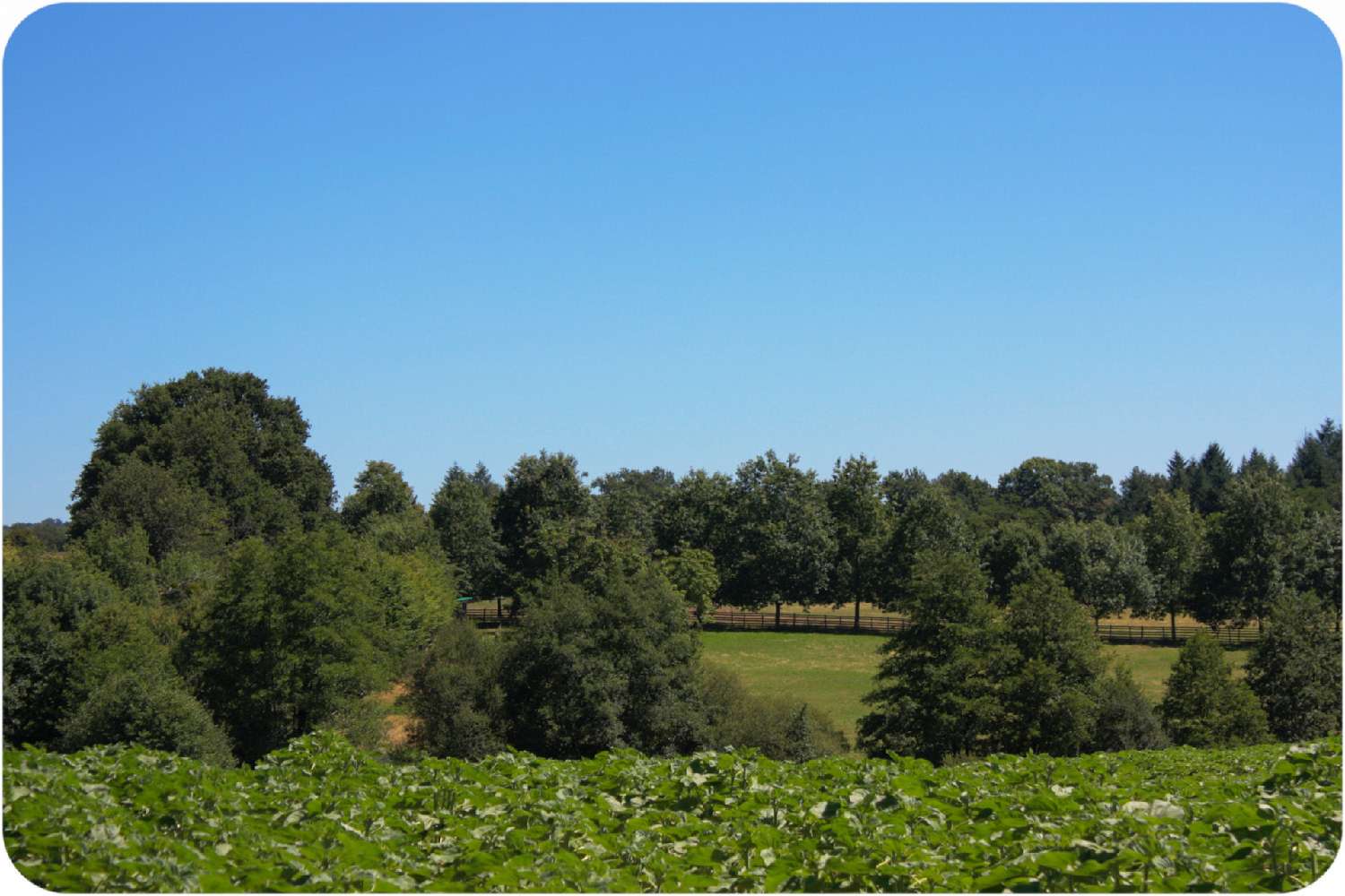 for sale house Thiviers Dordogne 7