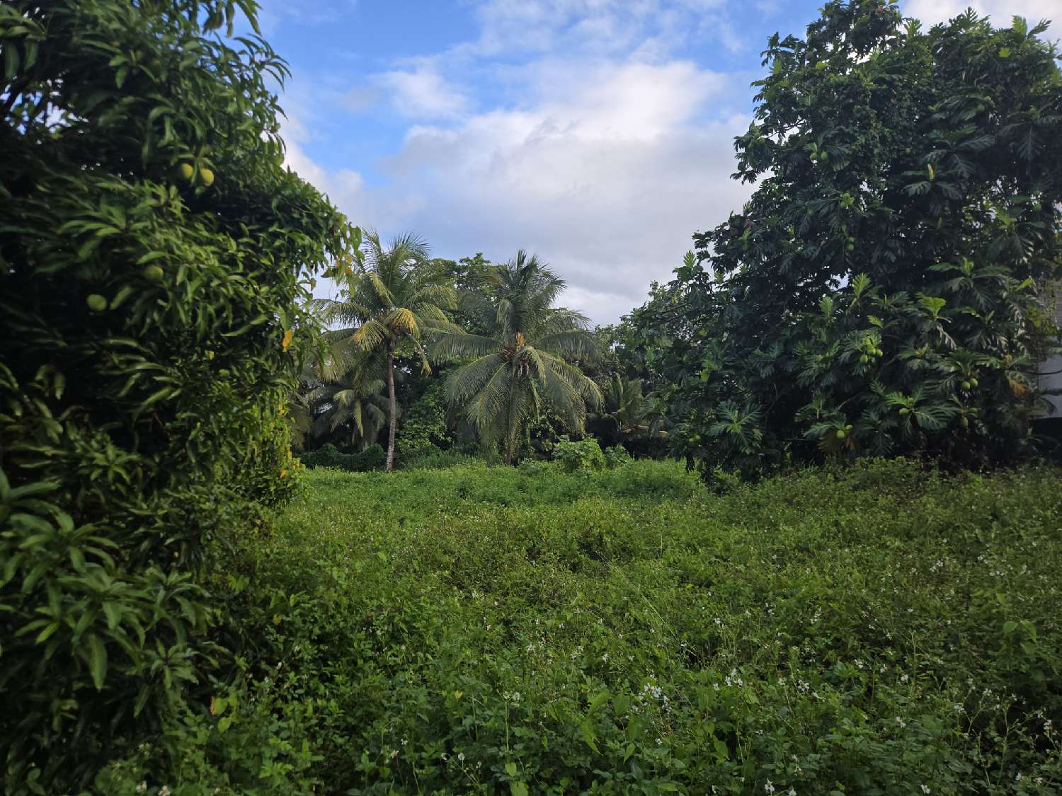 à vendre terrain Baie-Mahault Guadeloupe 1
