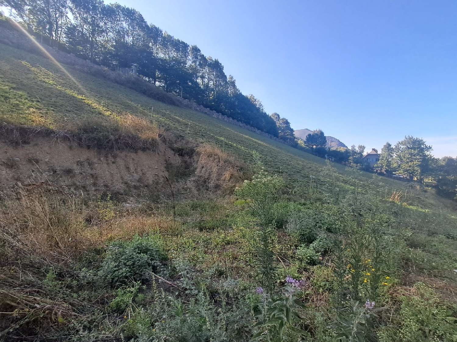 kaufen Grundstück Beyrède-Jumet Hautes-Pyrénées 6