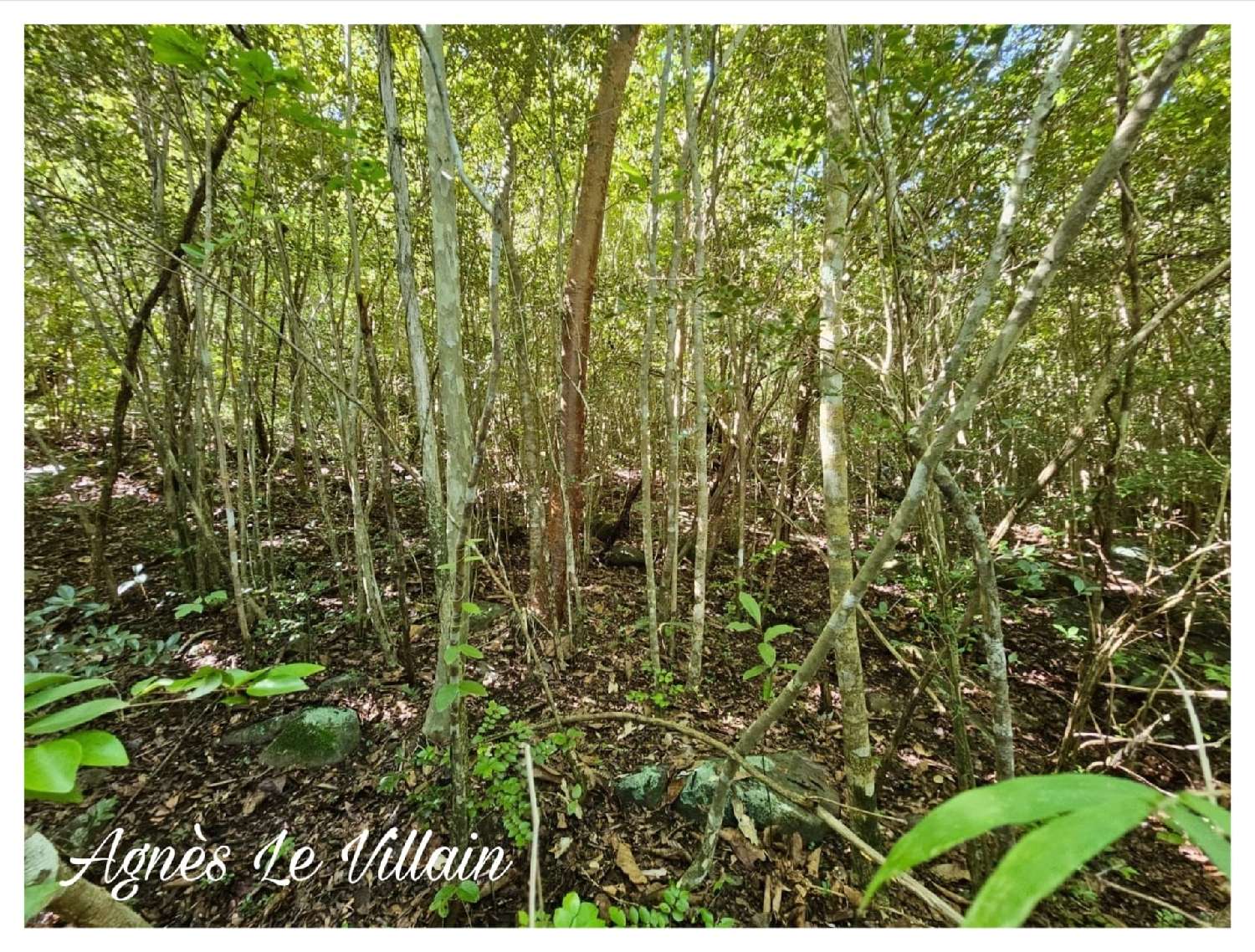  for sale terrain Bouillante Guadeloupe 3