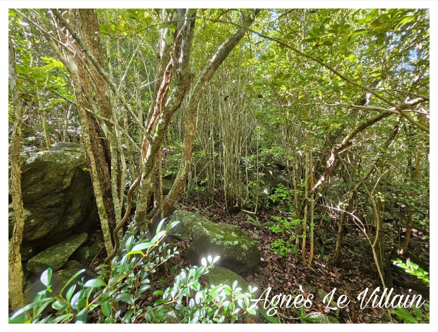  for sale terrain Bouillante Guadeloupe 4