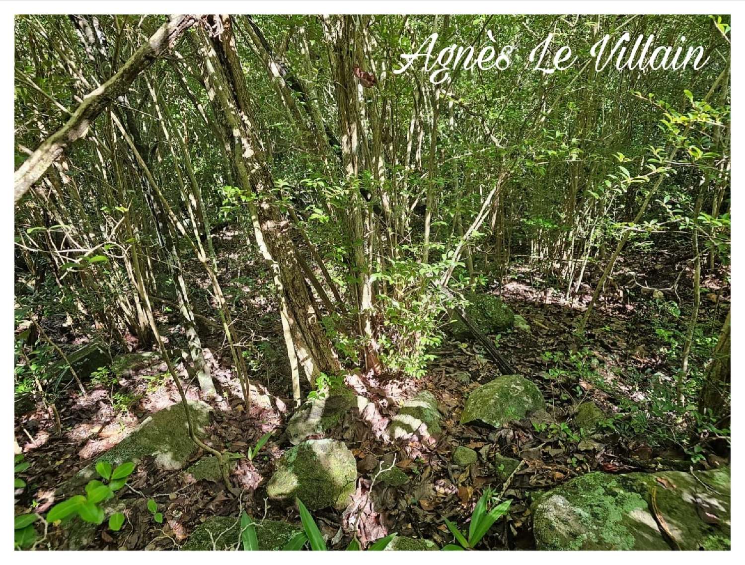  for sale terrain Bouillante Guadeloupe 5