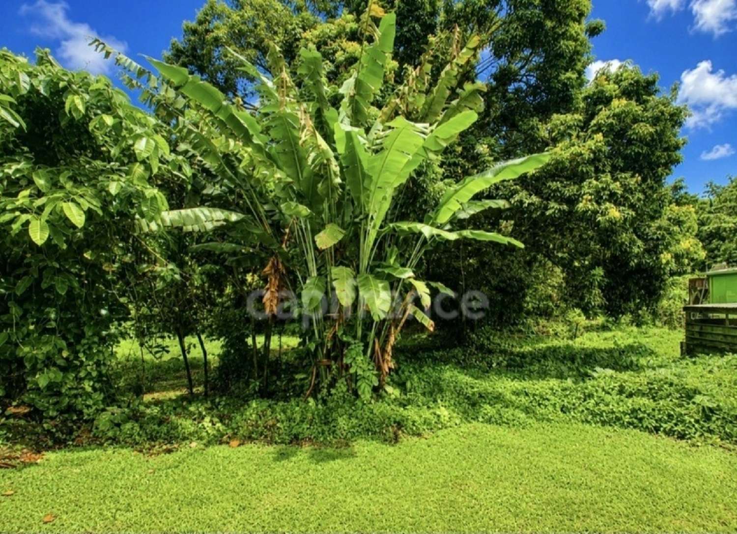 kaufen Grundstück L'Ajoupa-Bouillon Martinique 2