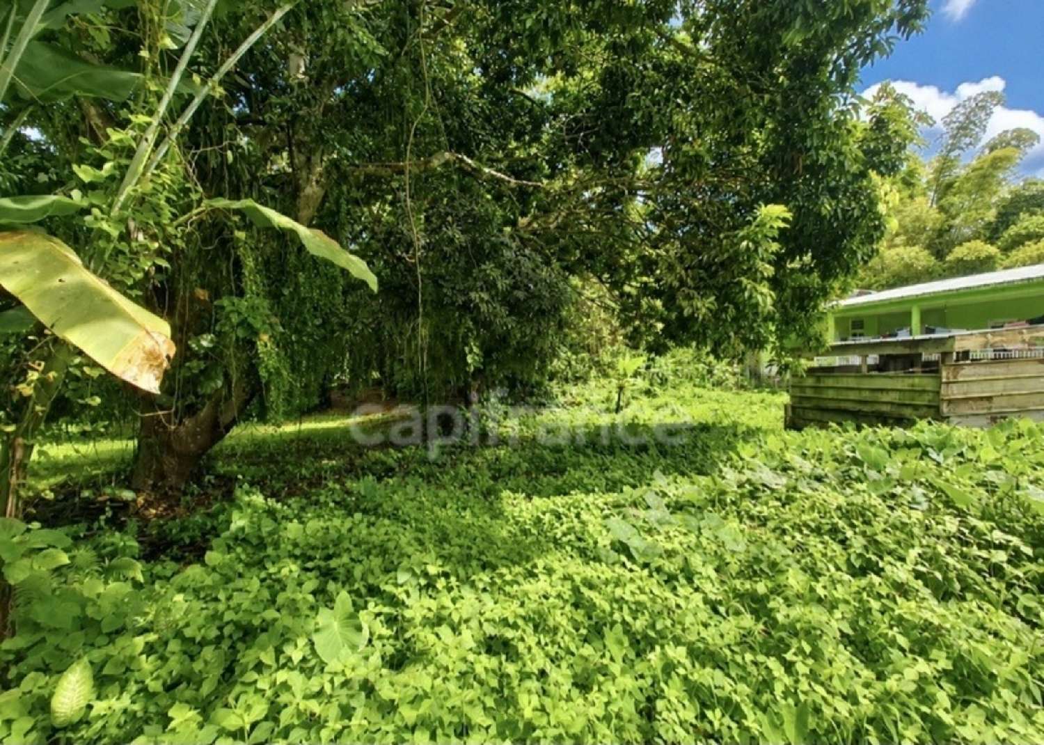 kaufen Grundstück L'Ajoupa-Bouillon Martinique 3