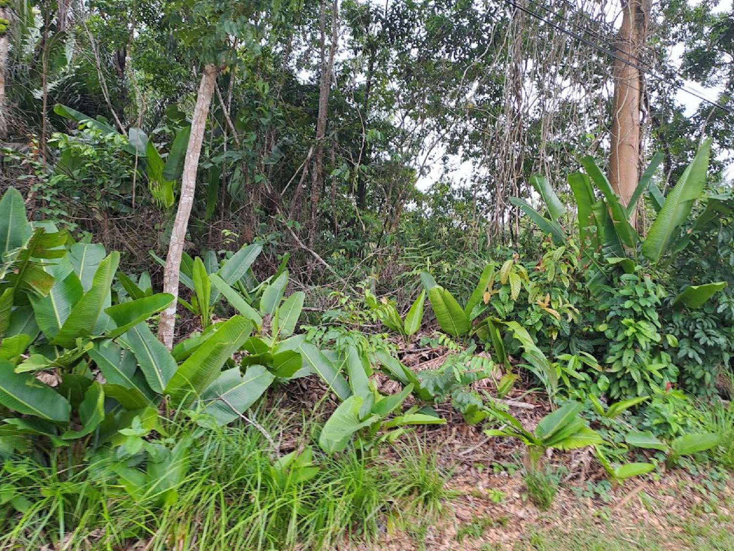  en venta terreno Matoury Guyane 5