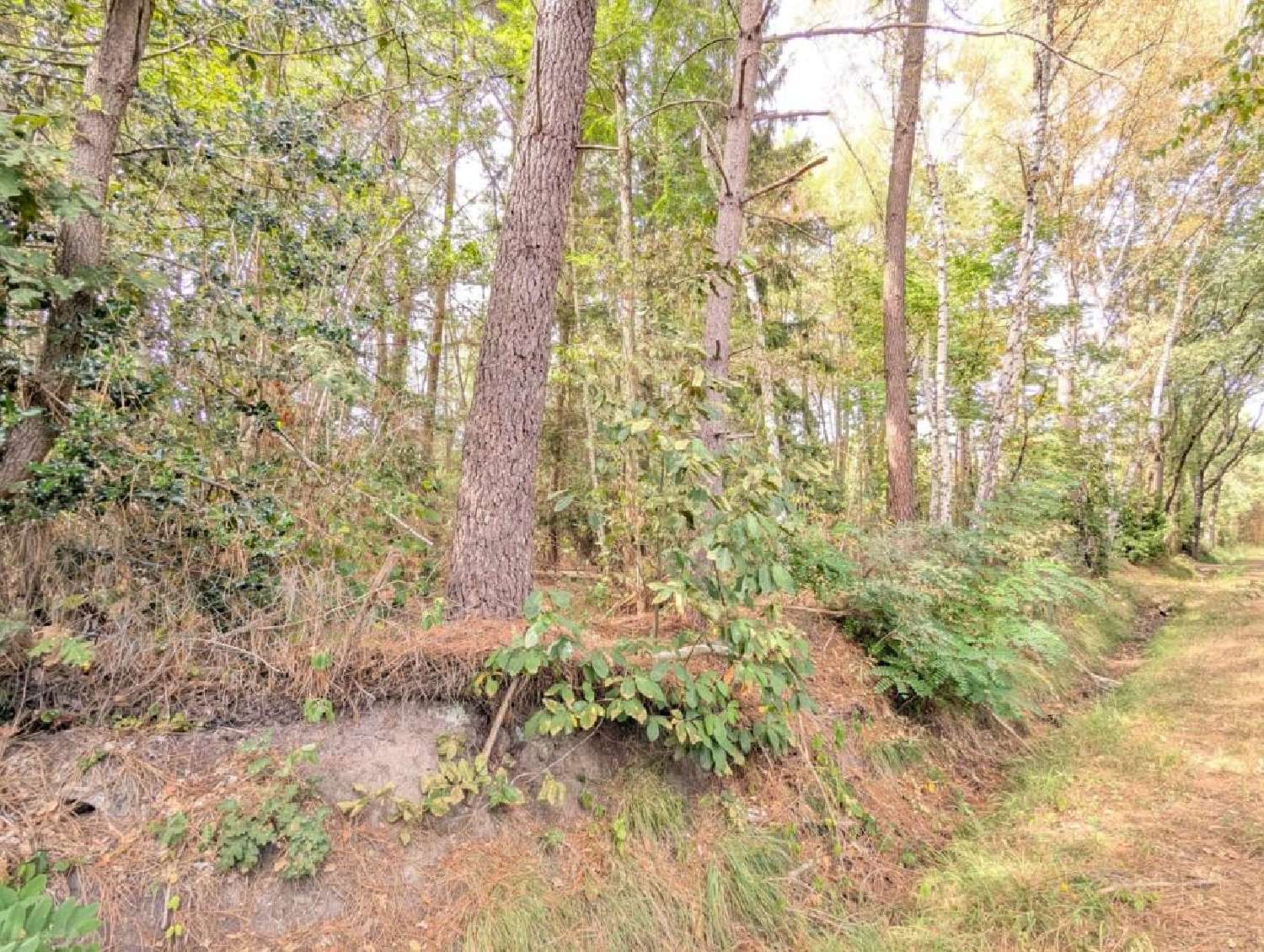 for sale terrain Mézeray Sarthe 7