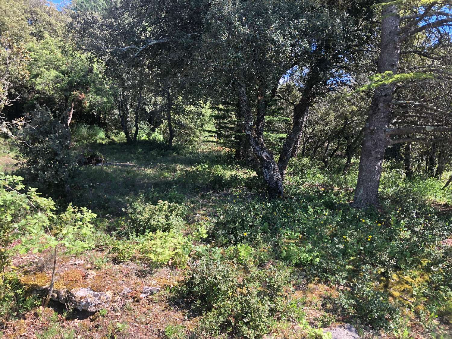  kaufen Grundstück Simiane-la-Rotonde Alpes-de-Haute-Provence 1