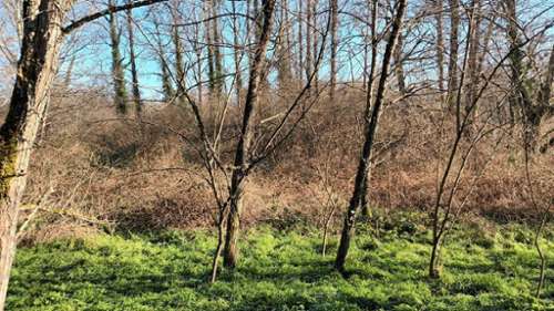 Villandraut Gironde terrein foto 7414078