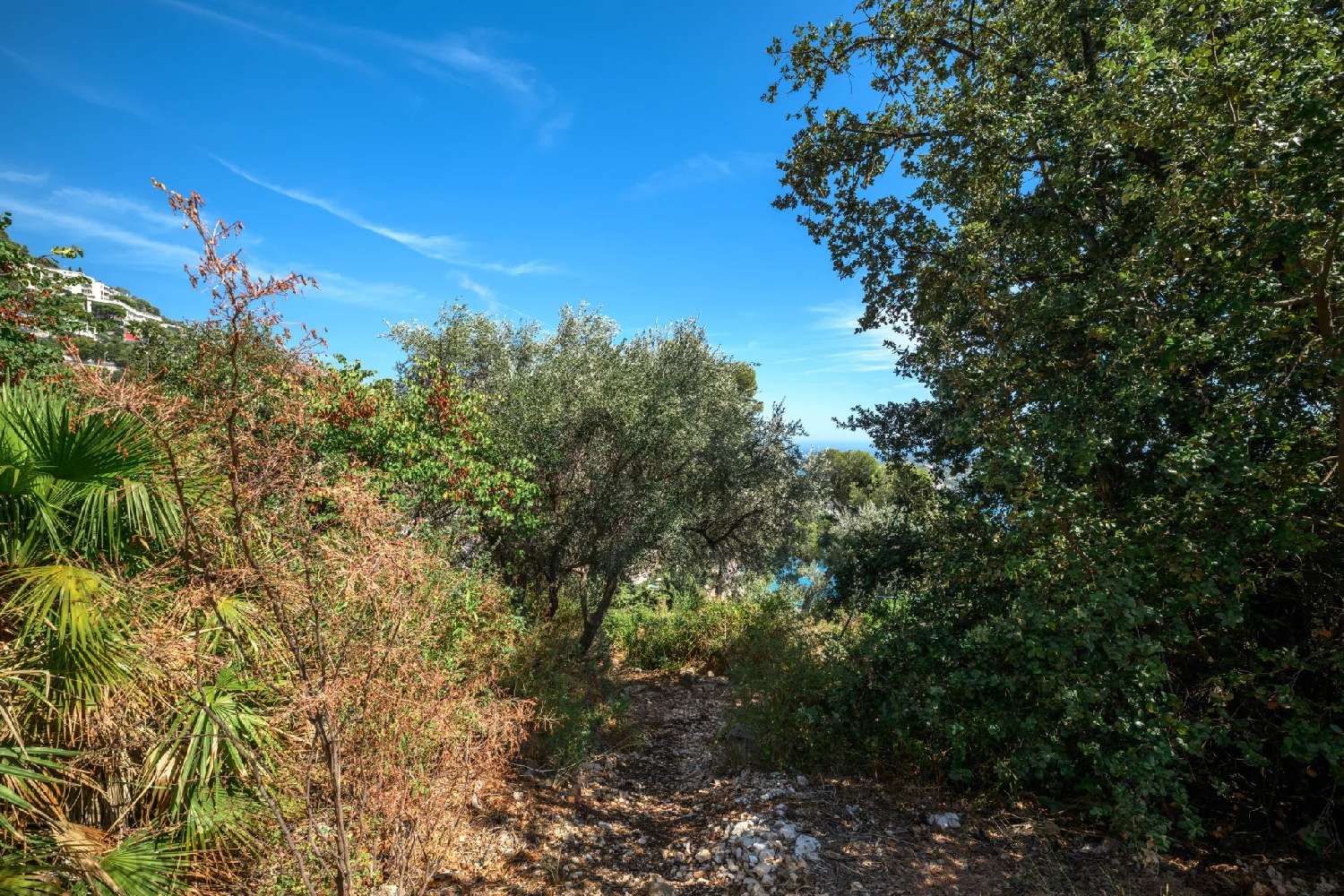  for sale terrain Villefranche-sur-Mer Alpes-Maritimes 4